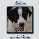 Askim's Bericht...