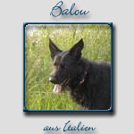 Balou's Bericht...