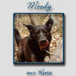 Meedy's Bericht...